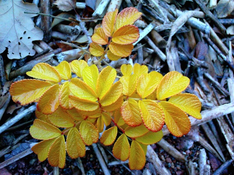 Yellow Rose Leaves