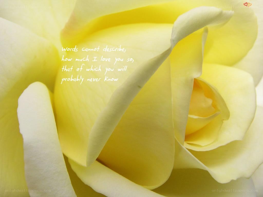 yellow rose love