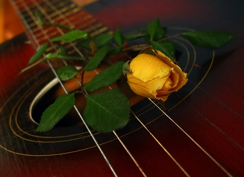 Yellow rose on acoustic guitar