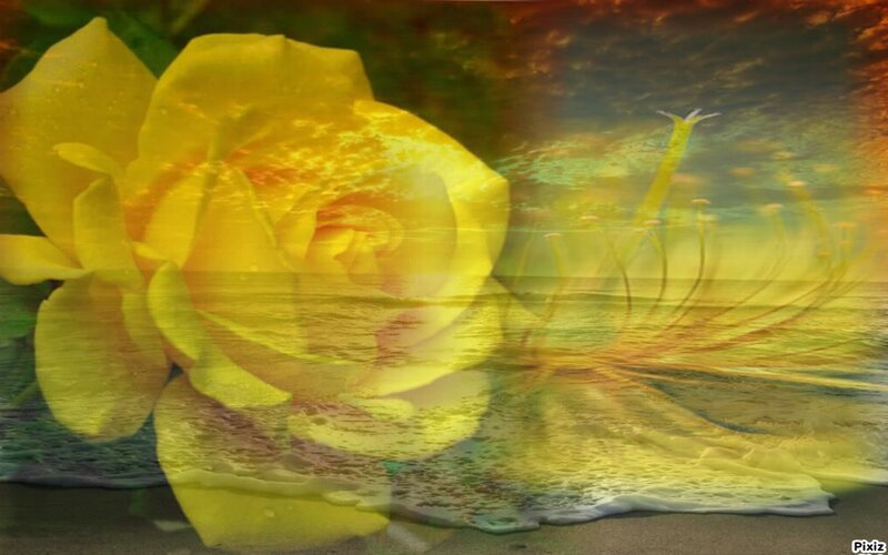 Yellow Rose on Beach