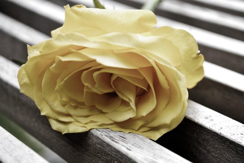 Yellow Rose on Bench