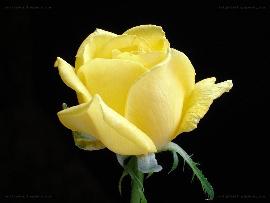 yellow rose on black background