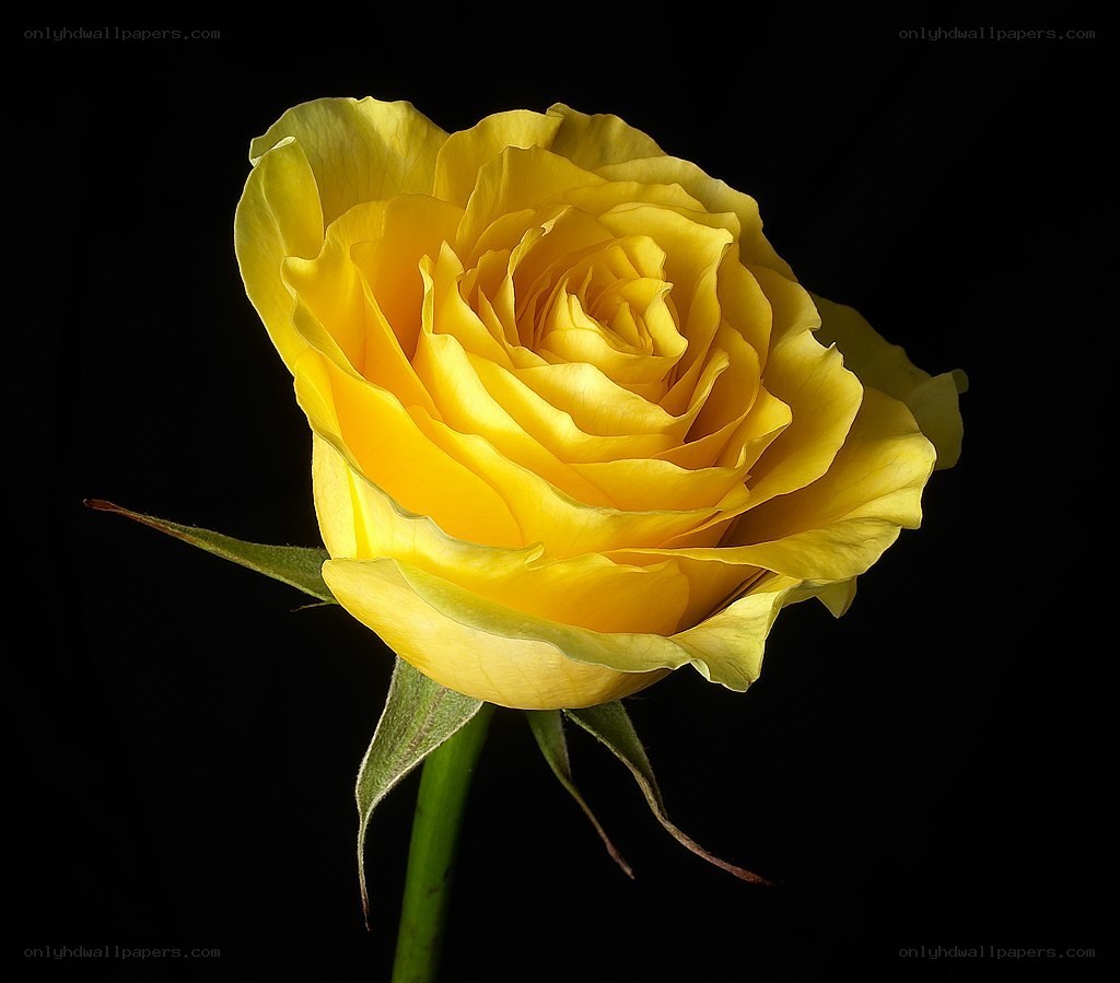 Yellow rose on black background