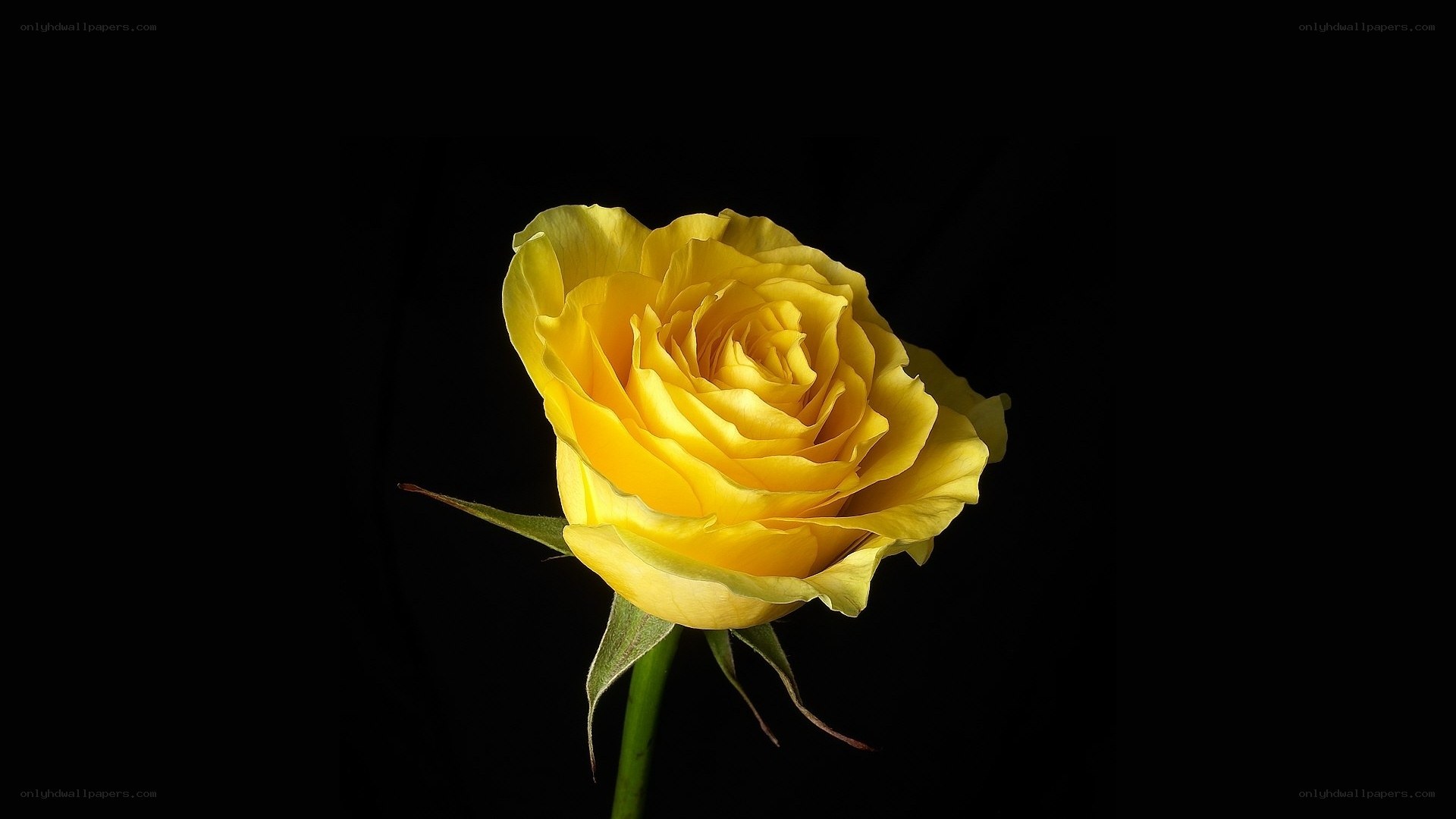 Yellow rose on black background