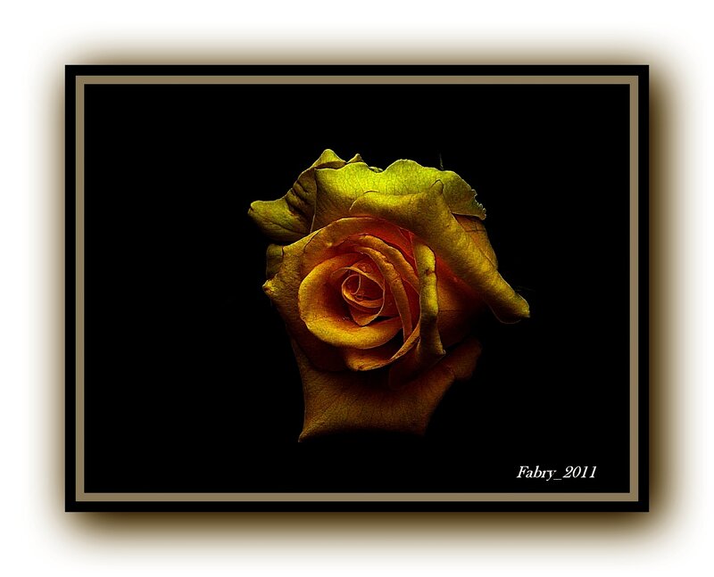 Yellow Rose on Black — Dramatic, Photograph, Black Background