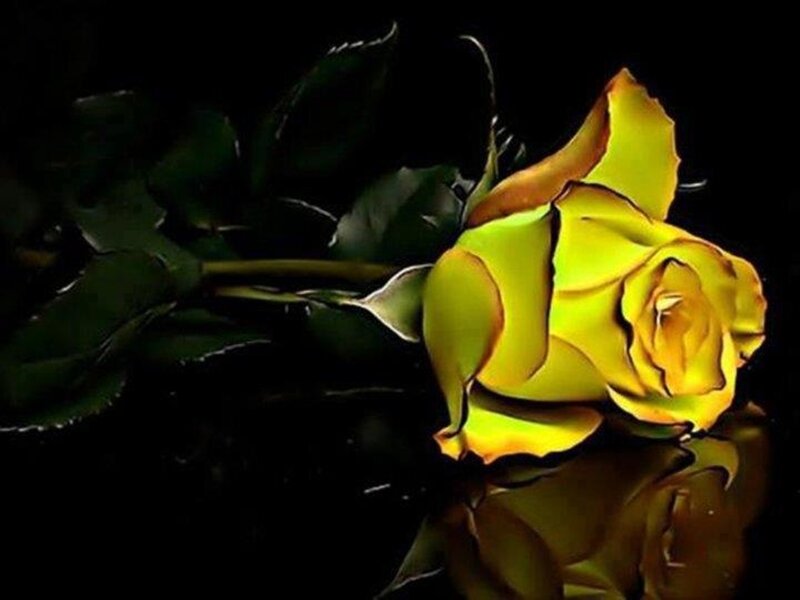 Yellow Rose on Black — Dramatic, Photograph, Leaf