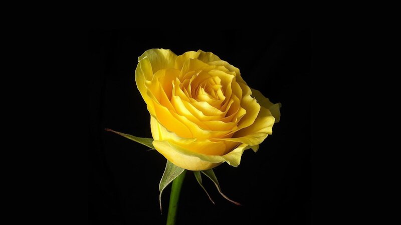 Yellow Rose on Black — Dramatic, Photograph, Stem, Petals, Leaf