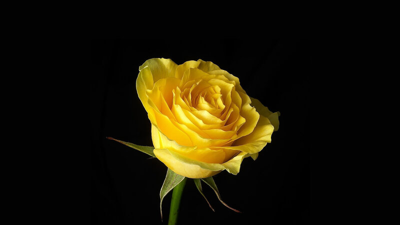Yellow Rose on Black — Dramatic, Photograph, Stem, Petals