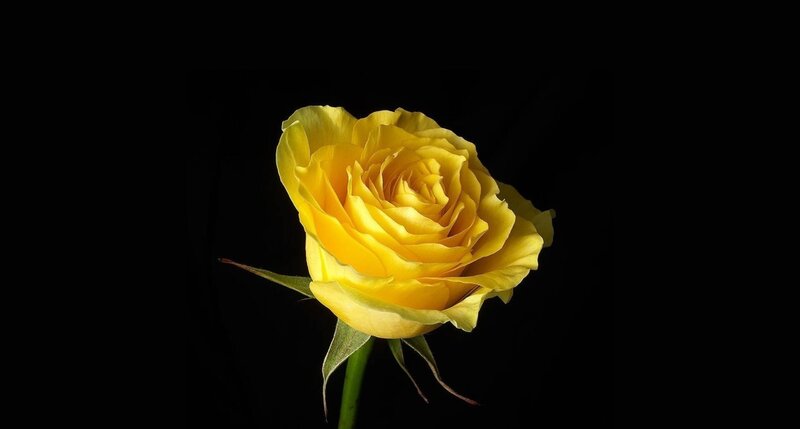 Yellow Rose on Black — Dramatic, Photograph