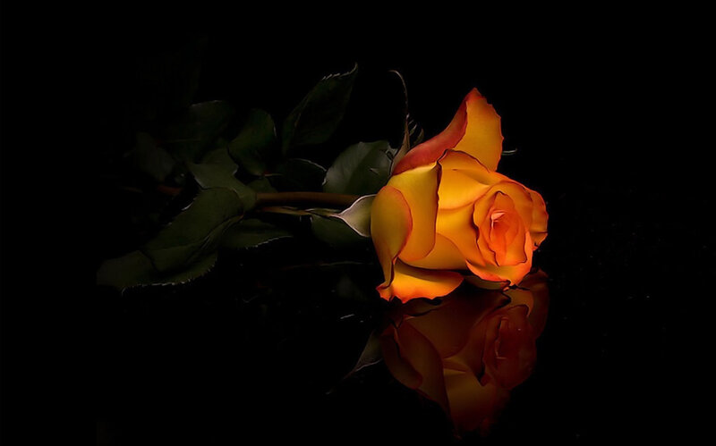 Yellow Rose on Black — Dramatic