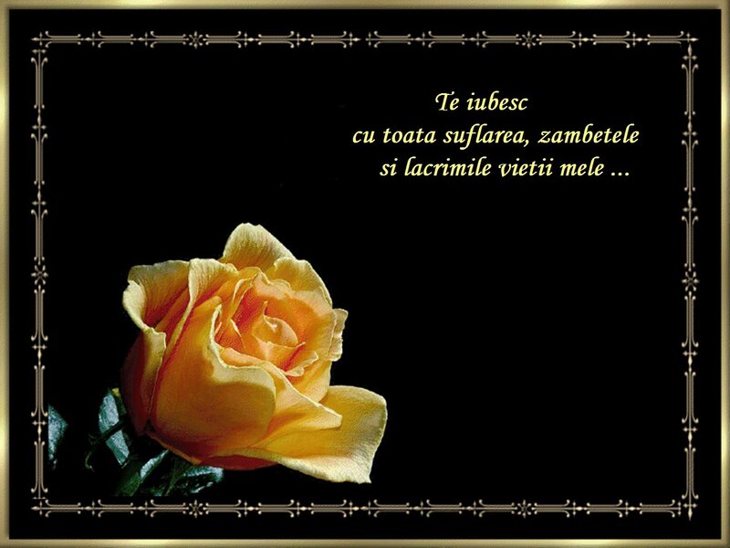Yellow Rose on Black — Somber