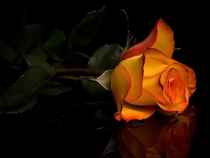 Yellow Rose on Black