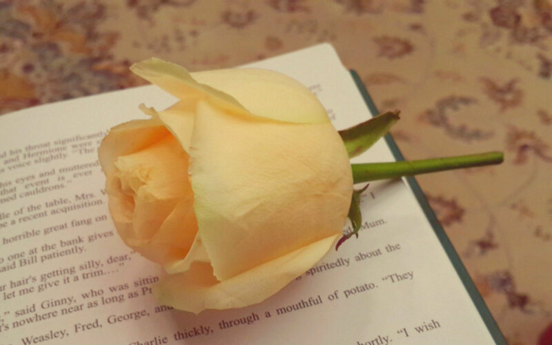 Yellow Rose on Book — Calm, Photograph, Flower, Tablecloth