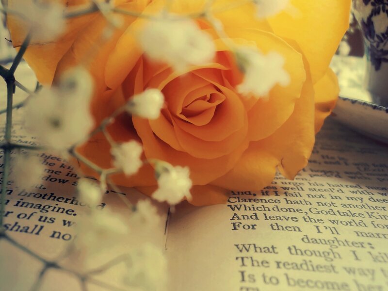 Yellow Rose on Book — Calm, Photograph, Flowers