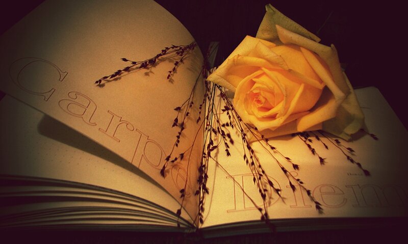 Yellow Rose on Book — Dramatic, Night