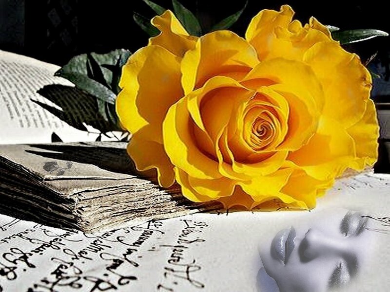 Yellow Rose on Book — Dramatic, Photograph, Face