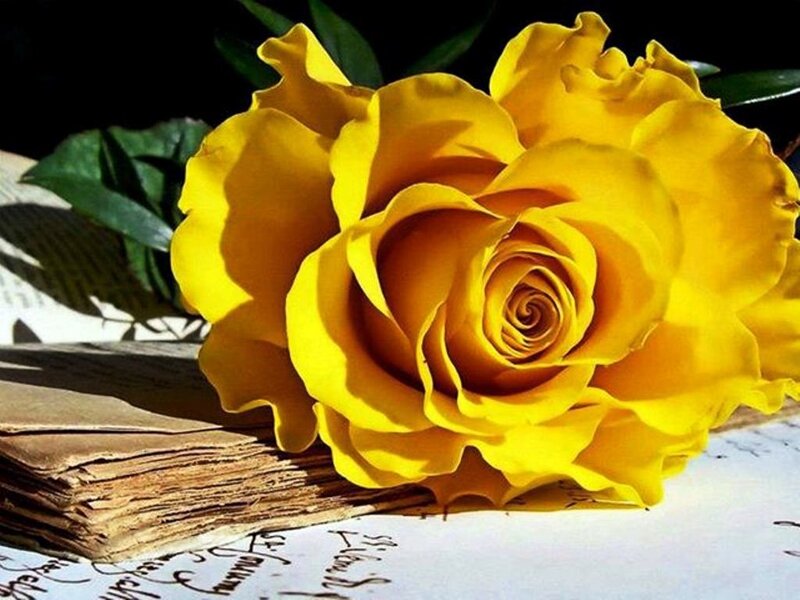 Yellow Rose on Book — Dramatic, Photograph, Green Leaves