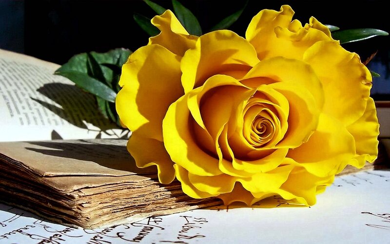 Yellow Rose on Book — Dramatic