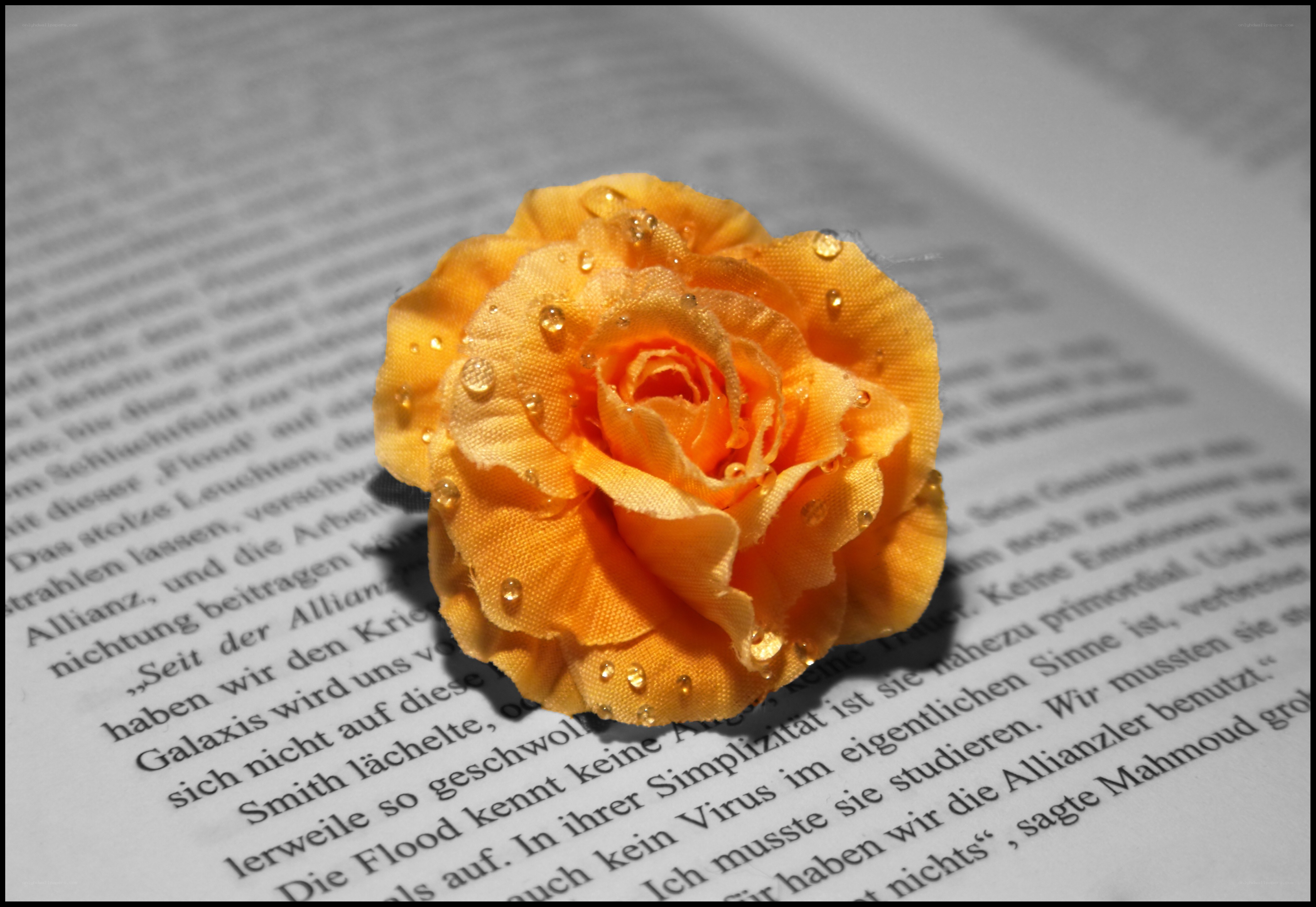 Yellow rose on book page