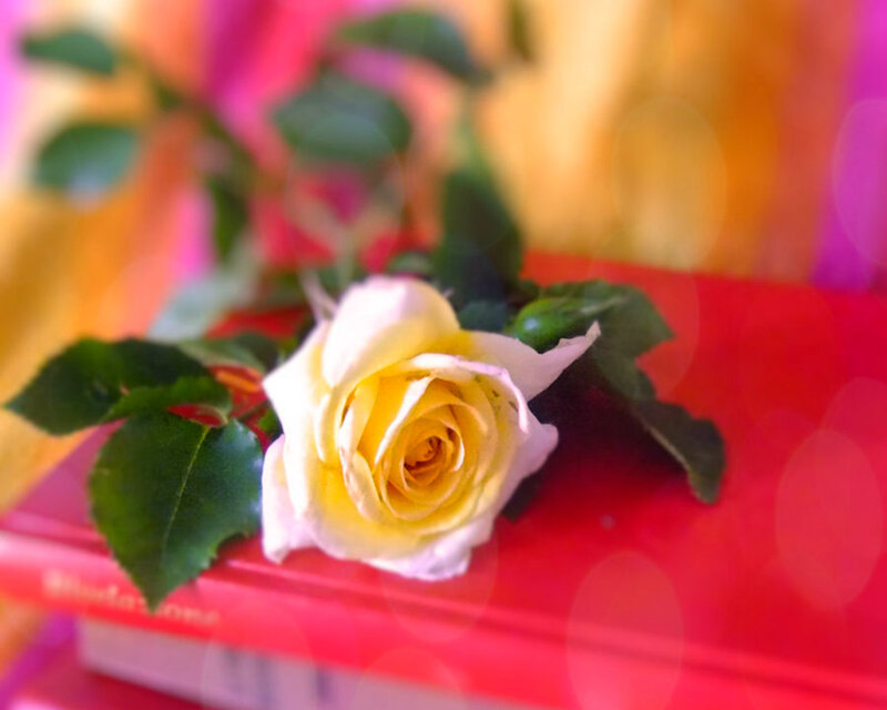 Yellow Rose on Book — Red