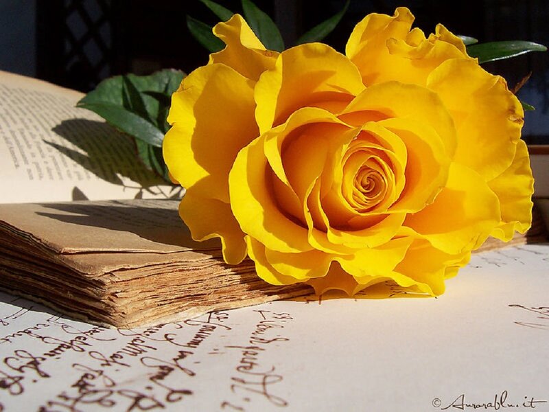 Yellow Rose on Book — Serene, Afternoon