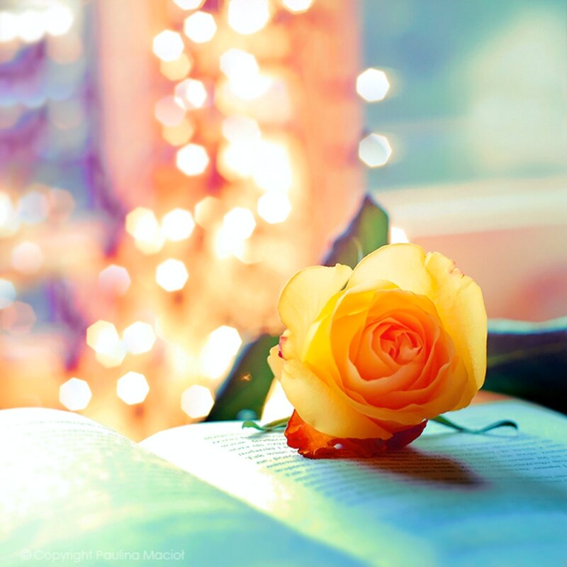 Yellow Rose on Book — Serene, Night