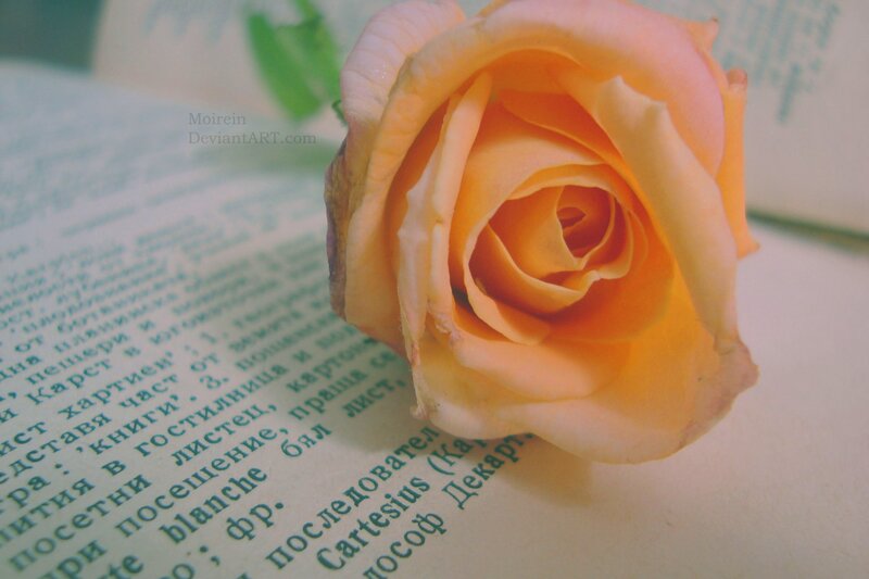Yellow Rose on Book — Serene, Photograph