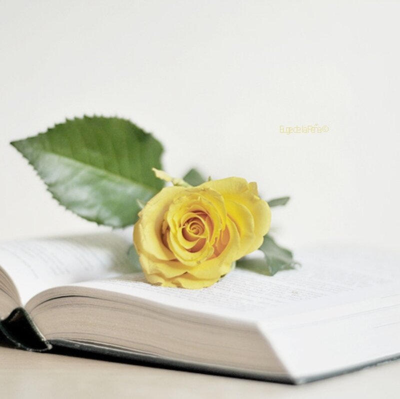 Yellow Rose on Book — Serene