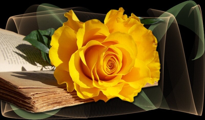Yellow Rose on Book