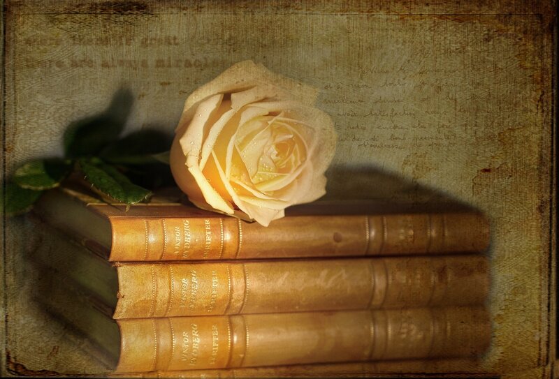 Yellow Rose on Books — Brown