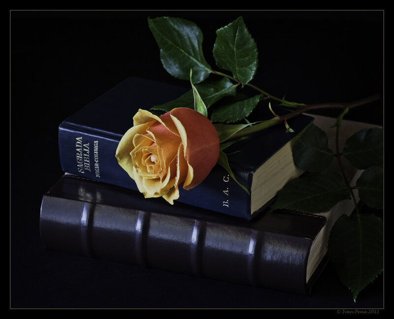 Yellow Rose on Books