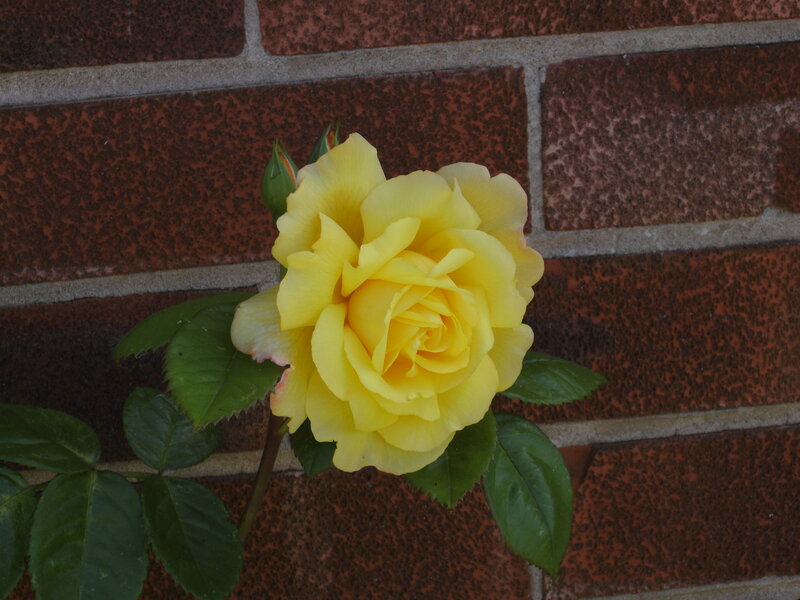Yellow Rose on Brick Wall — Calm
