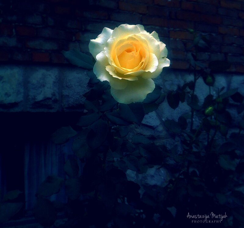 Yellow Rose on Brick Wall
