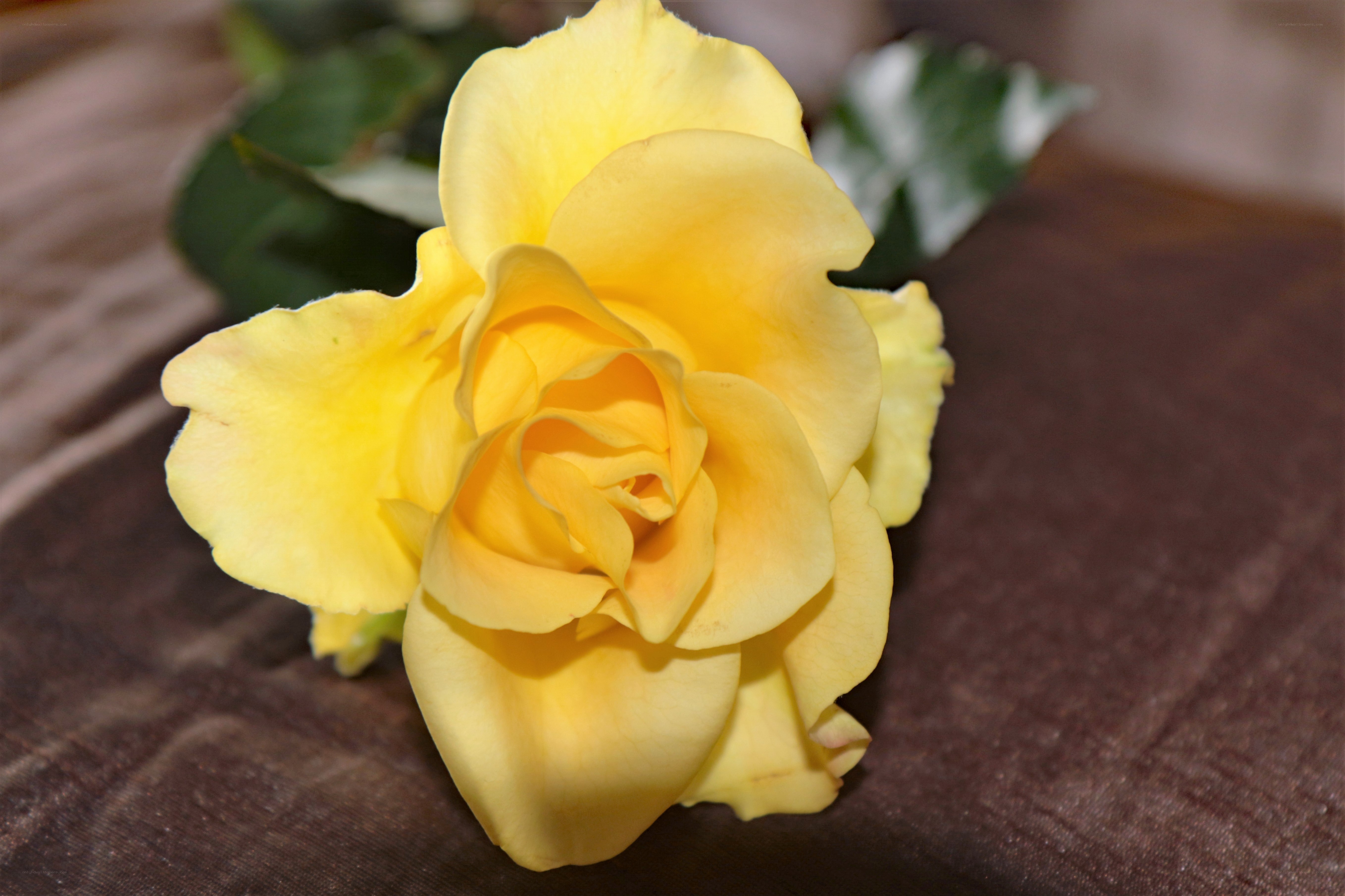yellow rose on brown fabric