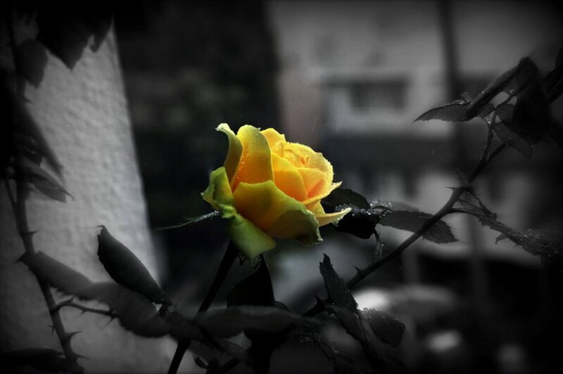 Yellow Rose on Bush — Dramatic