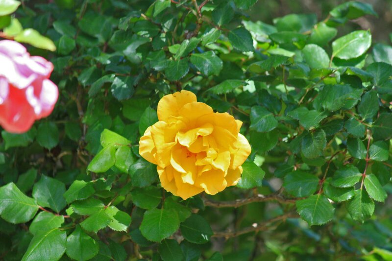 Yellow Rose on Bush — Serene