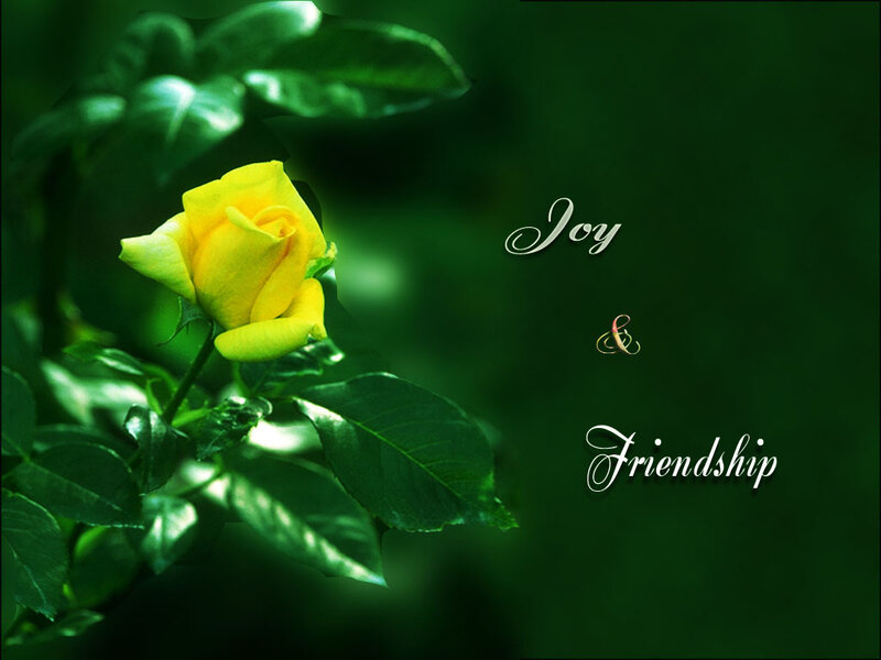 Yellow Rose on Bush