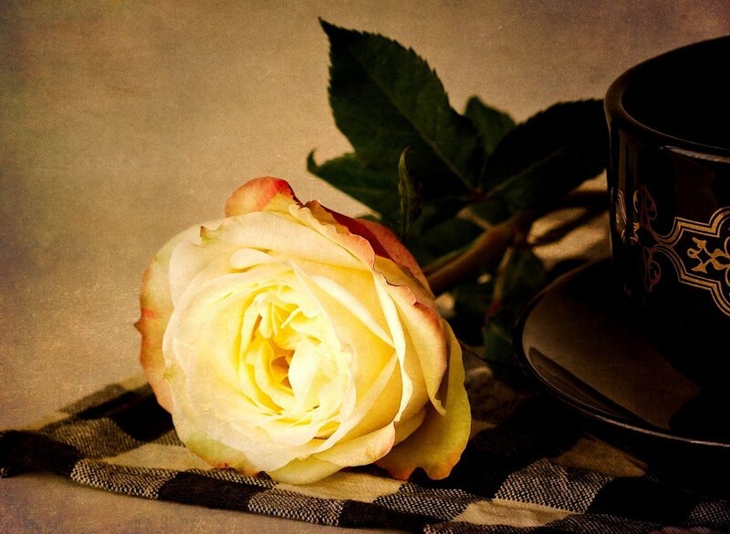 Yellow Rose on Cloth