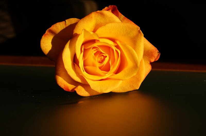 Yellow Rose on Dark Surface — Dramatic