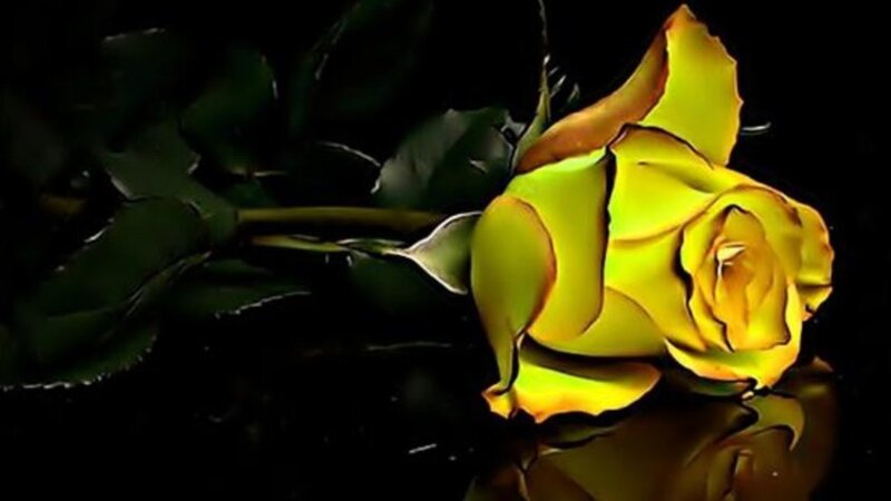 Yellow Rose on Dark Surface