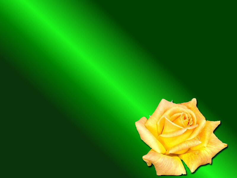 yellow rose on green background