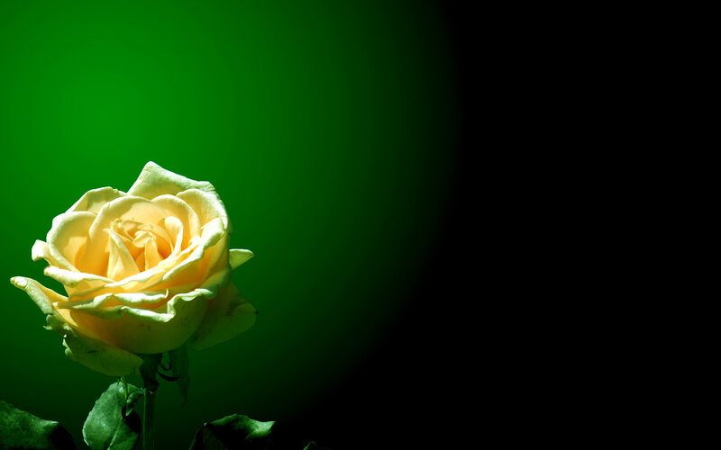 Yellow Rose on Green