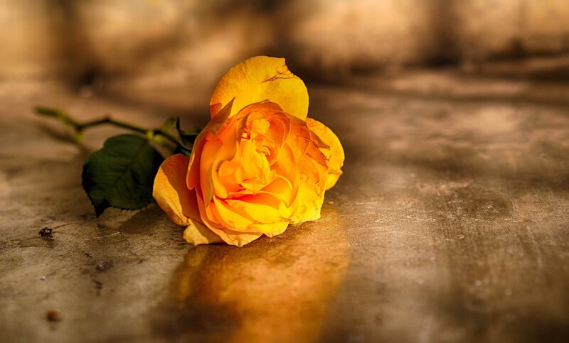Yellow Rose on Ground