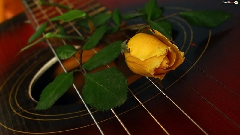Yellow Rose on Guitar — Calm