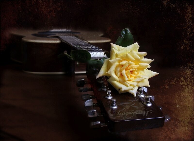 Yellow Rose on Guitar
