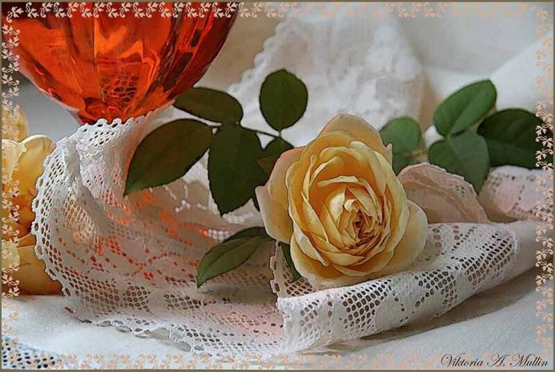 Yellow Rose on Lace
