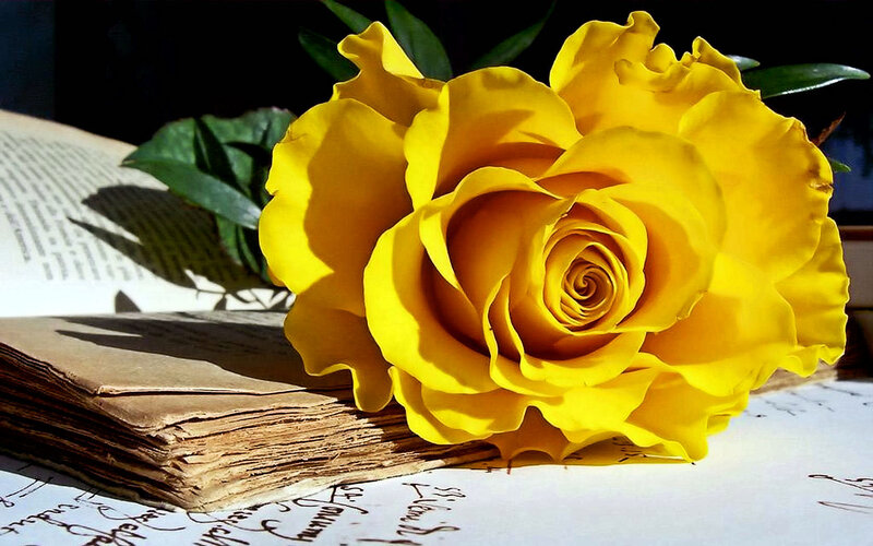 Yellow rose on old book