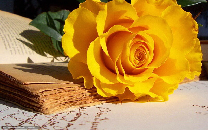 Yellow rose on old book
