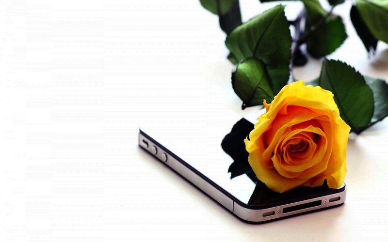 Yellow Rose on Phone — Serene