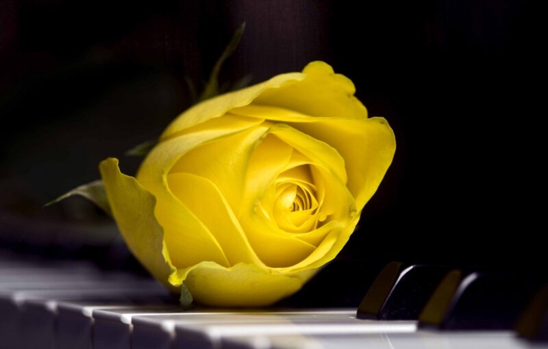 Yellow Rose on Piano — Dramatic